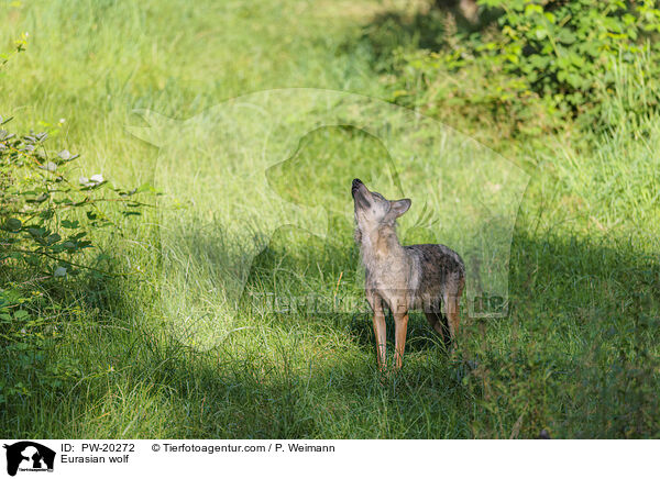 Europischer Grauwolf / Eurasian wolf / PW-20272
