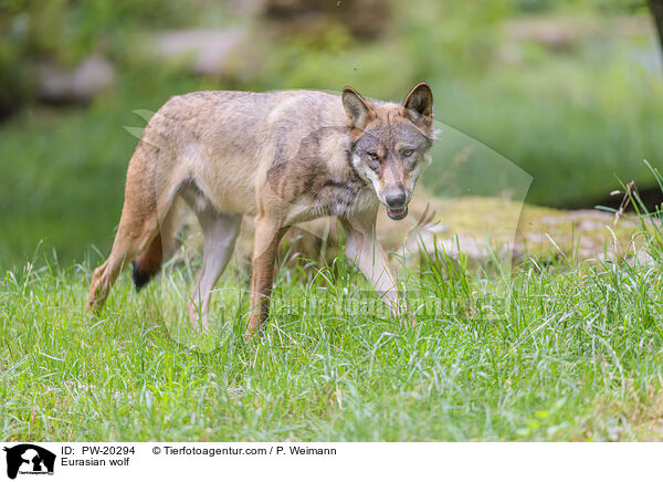 Europischer Grauwolf / Eurasian wolf / PW-20294