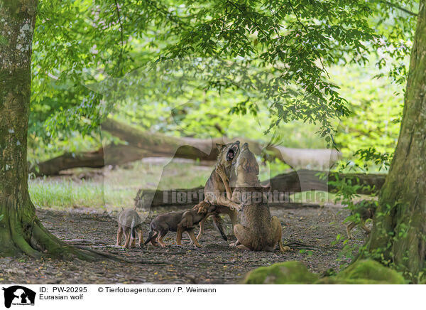 Europischer Grauwolf / Eurasian wolf / PW-20295