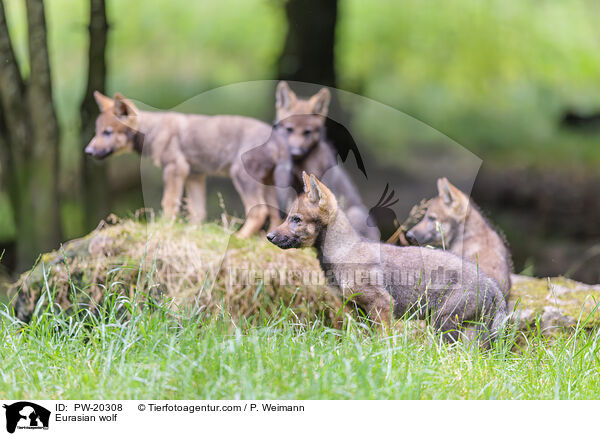 Europischer Grauwolf / Eurasian wolf / PW-20308