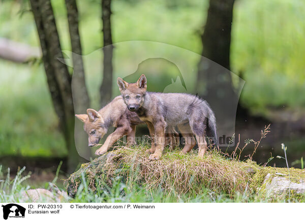 Europischer Grauwolf / Eurasian wolf / PW-20310