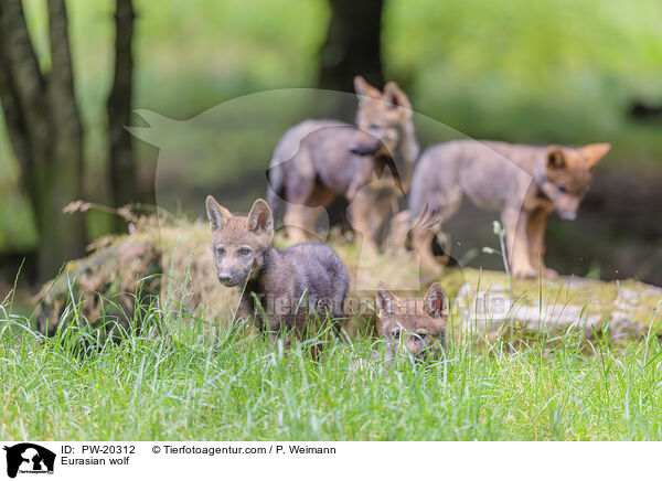 Europischer Grauwolf / Eurasian wolf / PW-20312