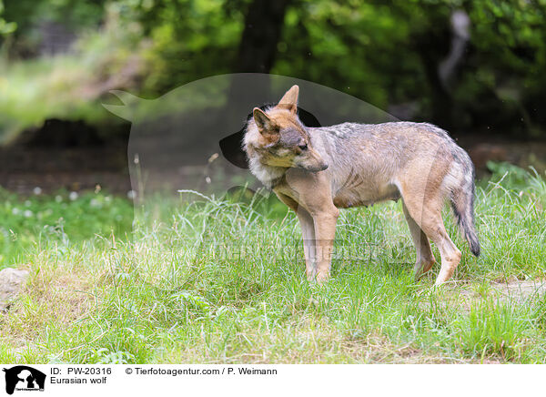 Europischer Grauwolf / Eurasian wolf / PW-20316