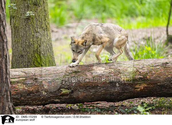 Europischer Wolf / european wolf / DMS-15299