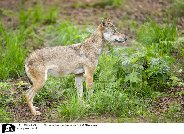 Europischer Wolf / european wolf / DMS-15300