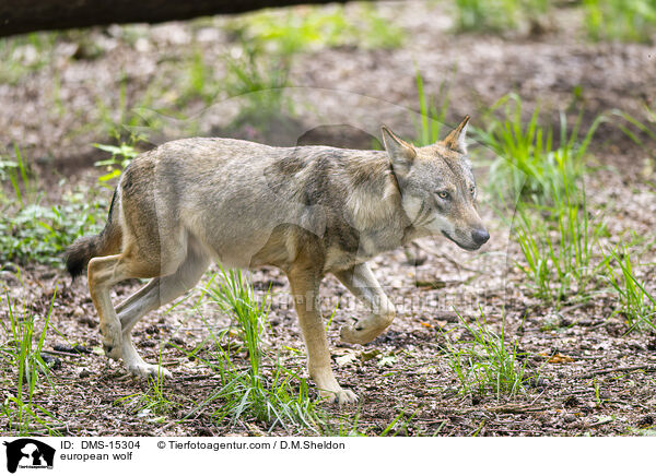 Europischer Wolf / european wolf / DMS-15304