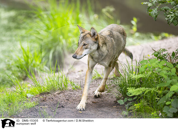 Europischer Wolf / european wolf / DMS-15305