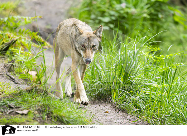 Europischer Wolf / european wolf / DMS-15316