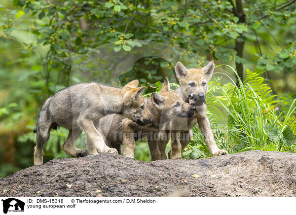 young european wolf / DMS-15318