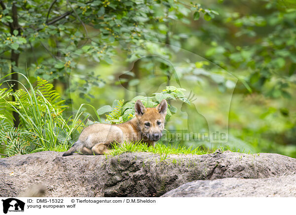 junger Europischer Wolf / young european wolf / DMS-15322