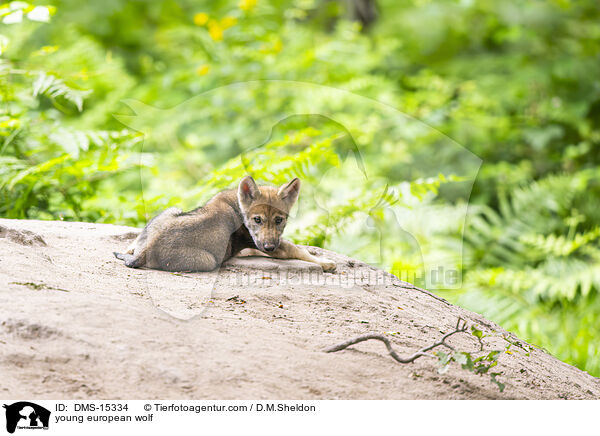 junger Europischer Wolf / young european wolf / DMS-15334