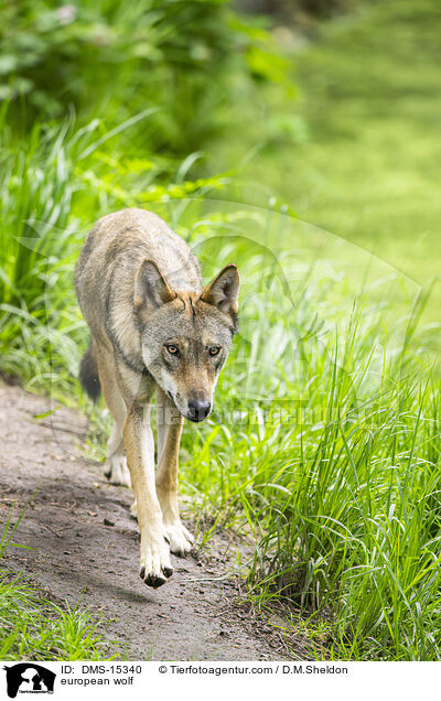 Europischer Wolf / european wolf / DMS-15340