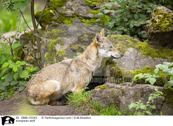 Europischer Wolf / european wolf / DMS-15343
