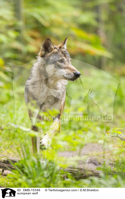 Europischer Wolf / european wolf / DMS-15346