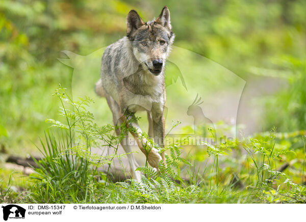 Europischer Wolf / european wolf / DMS-15347