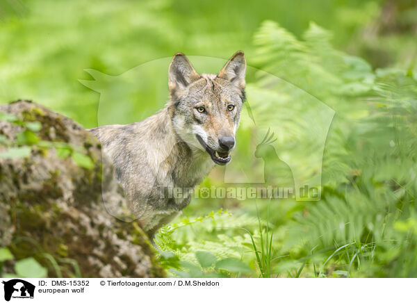 Europischer Wolf / european wolf / DMS-15352