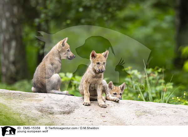 junger Europischer Wolf / young european wolf / DMS-15358