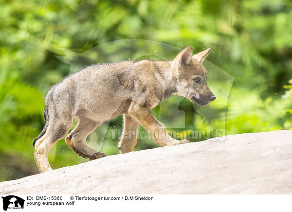 junger Europischer Wolf / young european wolf / DMS-15360