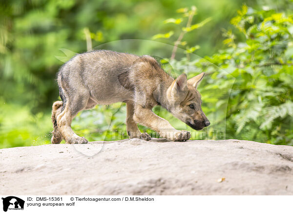 junger Europischer Wolf / young european wolf / DMS-15361