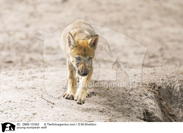 junger Europischer Wolf / young european wolf / DMS-15362