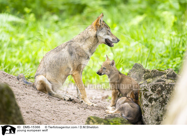 junger Europischer Wolf / young european wolf / DMS-15366