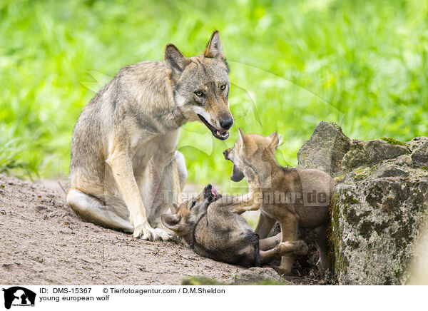 junger Europischer Wolf / young european wolf / DMS-15367