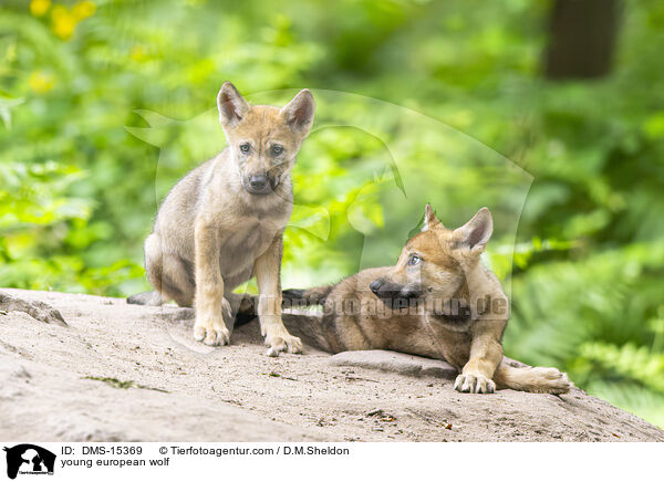 junger Europischer Wolf / young european wolf / DMS-15369