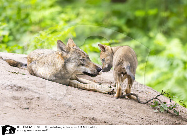 junger Europischer Wolf / young european wolf / DMS-15370
