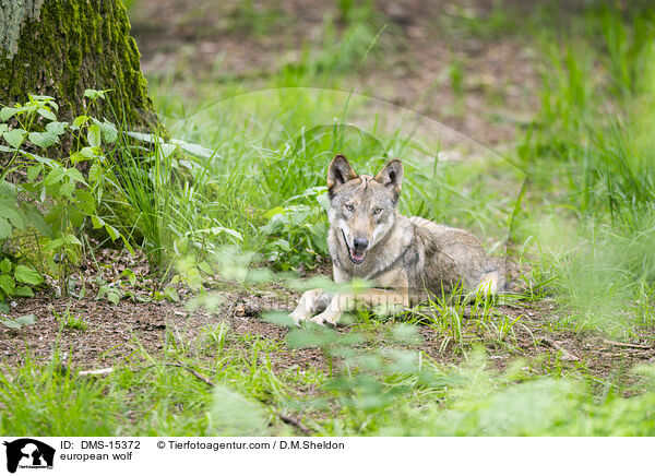 Europischer Wolf / european wolf / DMS-15372