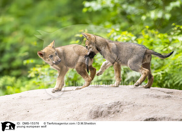 junger Europischer Wolf / young european wolf / DMS-15376