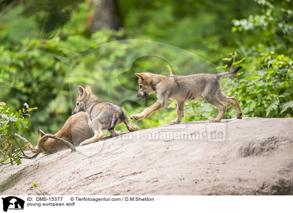 junger Europischer Wolf / young european wolf / DMS-15377