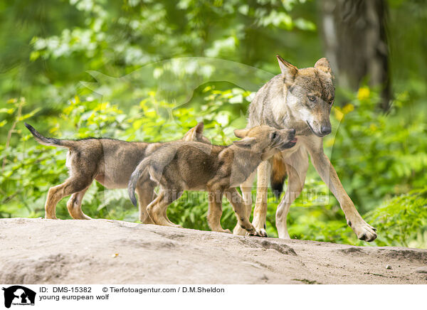 junger Europischer Wolf / young european wolf / DMS-15382