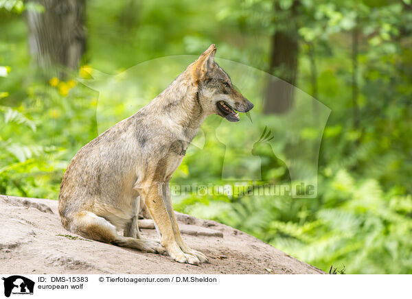 Europischer Wolf / european wolf / DMS-15383