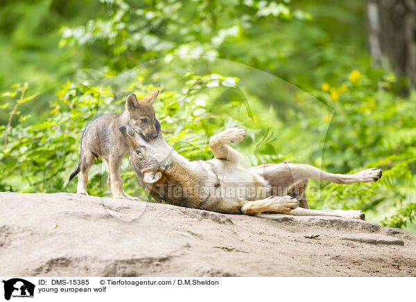 junger Europischer Wolf / young european wolf / DMS-15385