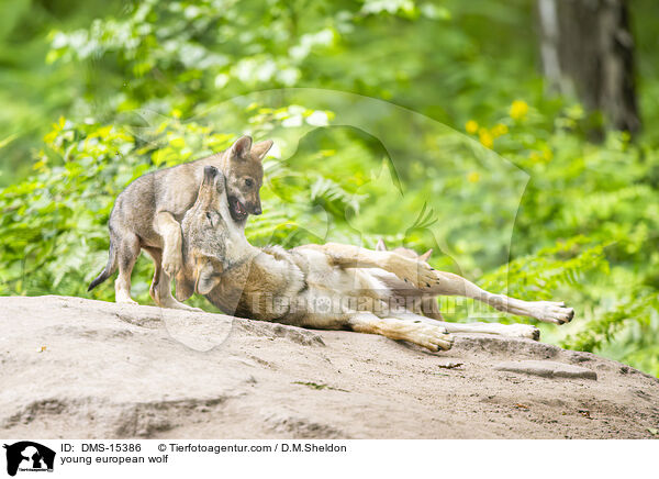 junger Europischer Wolf / young european wolf / DMS-15386