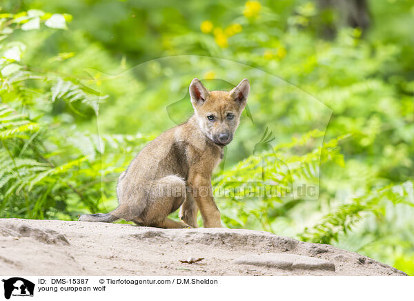 junger Europischer Wolf / young european wolf / DMS-15387