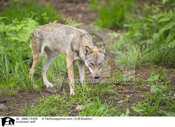 Europischer Wolf / european wolf / DMS-15468