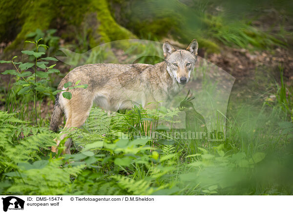 Europischer Wolf / european wolf / DMS-15474