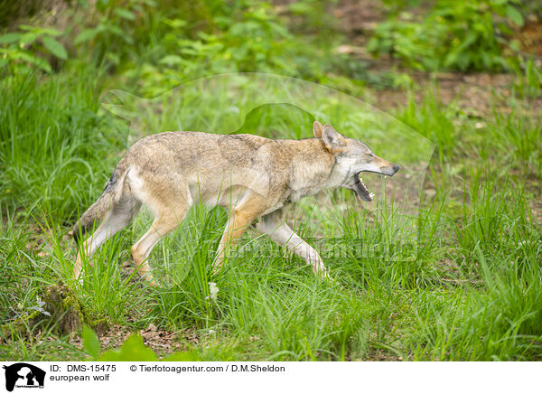 Europischer Wolf / european wolf / DMS-15475