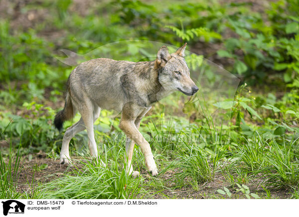 Europischer Wolf / european wolf / DMS-15479