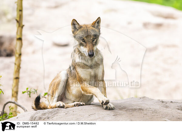 Europischer Wolf / european wolf / DMS-15482
