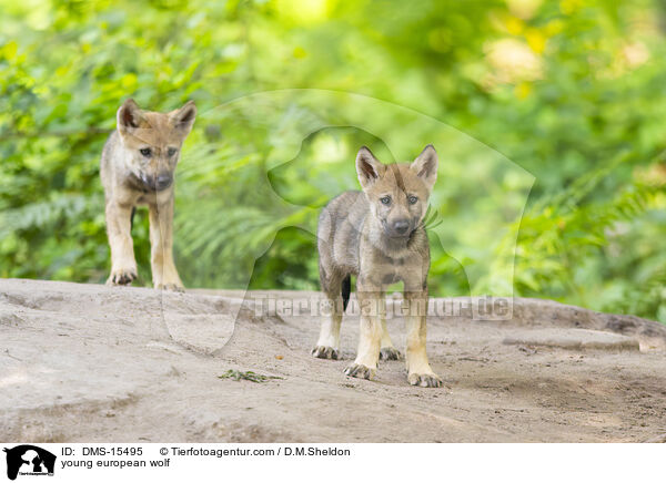 junger Europischer Wolf / young european wolf / DMS-15495