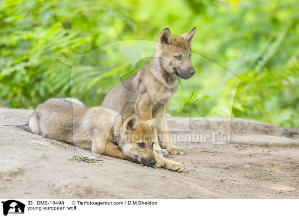 junger Europischer Wolf / young european wolf / DMS-15498