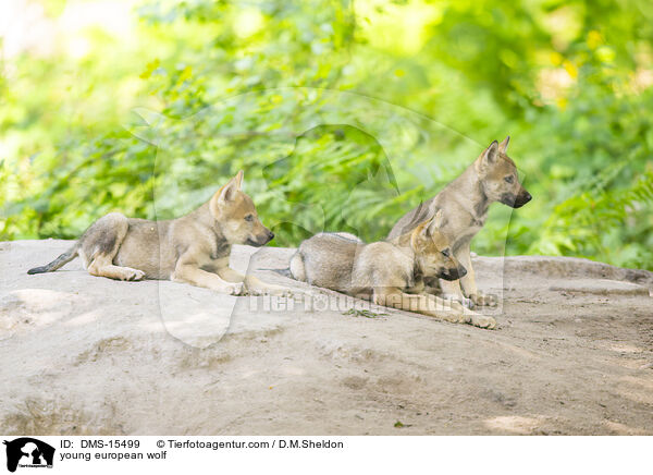 junger Europischer Wolf / young european wolf / DMS-15499