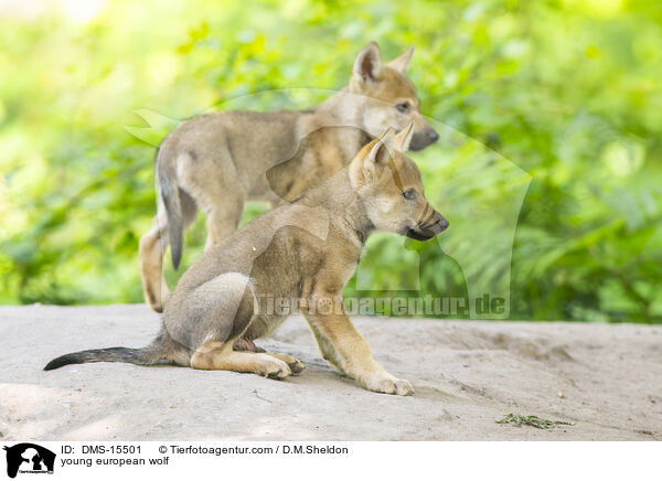 junger Europischer Wolf / young european wolf / DMS-15501