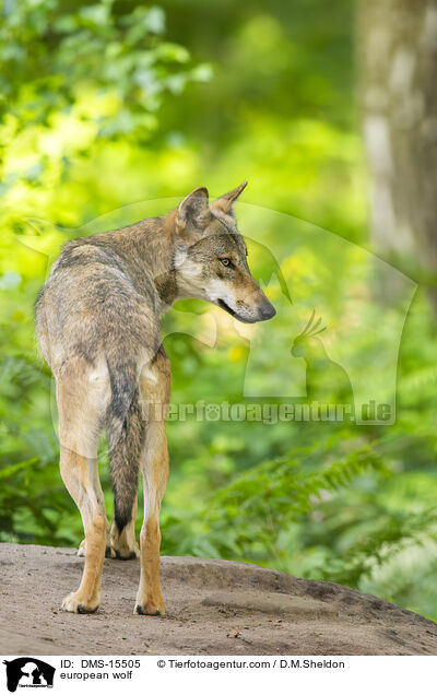 Europischer Wolf / european wolf / DMS-15505