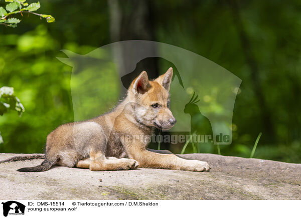 junger Europischer Wolf / young european wolf / DMS-15514