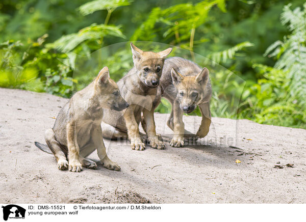 junger Europischer Wolf / young european wolf / DMS-15521