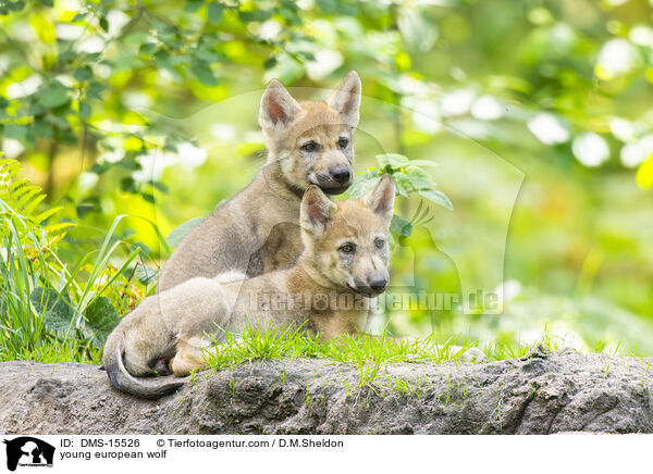 junger Europischer Wolf / young european wolf / DMS-15526