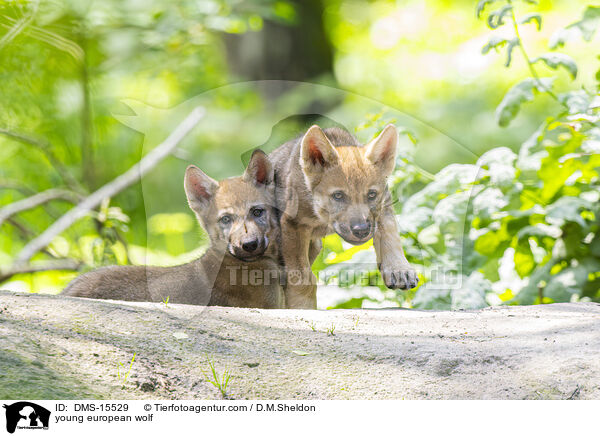 junger Europischer Wolf / young european wolf / DMS-15529